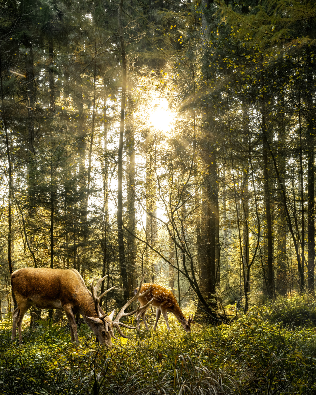 Natur & Tiere