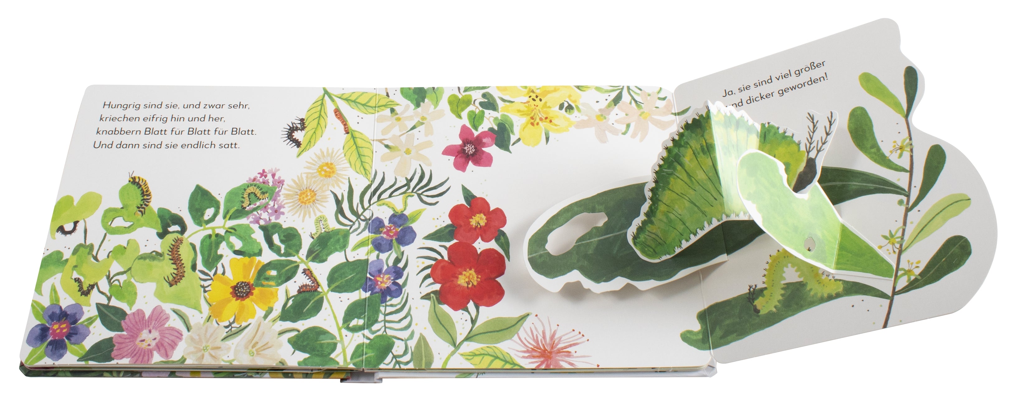 Mein Pop-up-Buch zum Staunen. Wo kommst du her, kleiner Schmetterling?