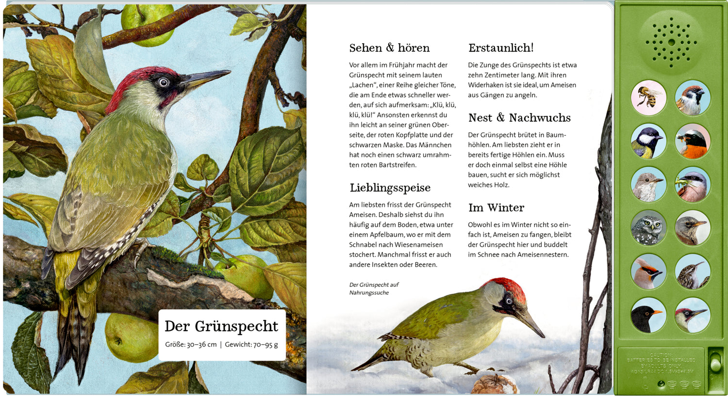 Coppenrath Verlag GmbH & Co. KG 9783649647942 Was singt und summt im Apfelbaum? Mit 12 echten Tierstimmen (5)