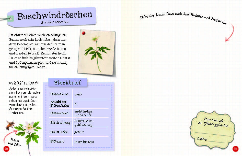 Flora & Leo. Mein erstes Herbarium Christine Schreier 9783968080093 Sophie Verlag GmbH (4)