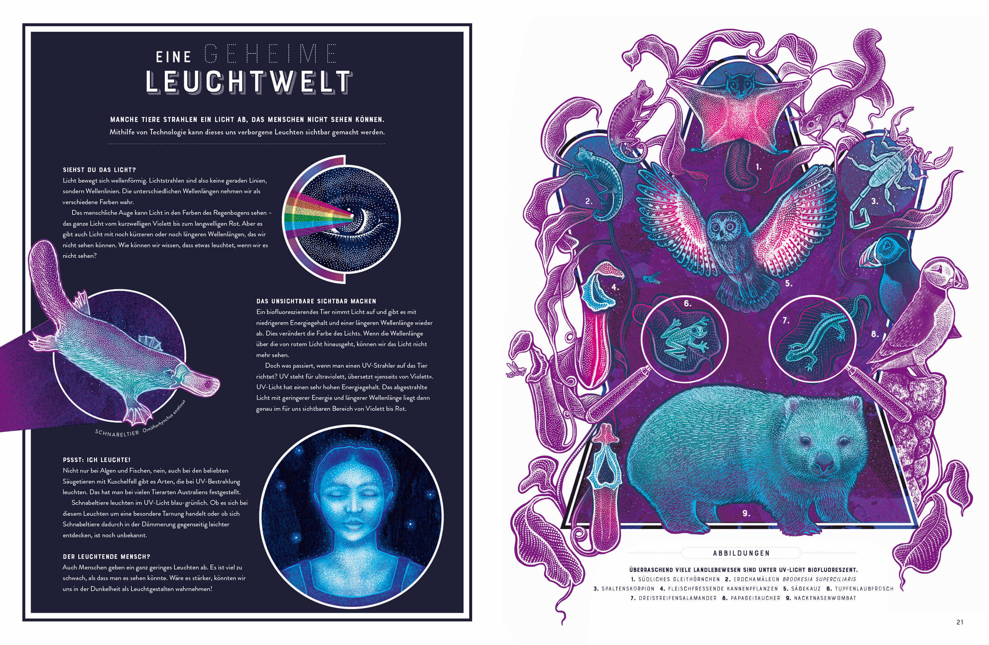 Glow – Das wundersame Leuchten der Natur Das Phänomen der Biolumineszenz mit wunderschönen Jennifer N.R. Smith 978357018...