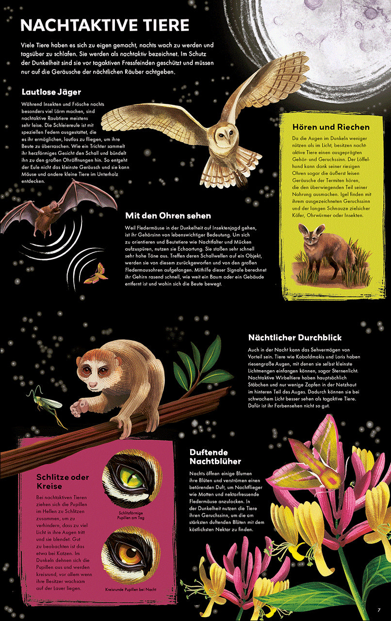 Tagaktiv/Nachtaktiv Erkunde die Tiere am Tag und in der Nacht - Wunder Michael Bright 9783743220942 Loewe Verlag GmbH (2)