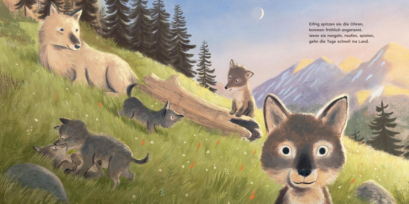 Thienemann - Esslinger 9783522460569 Im Wald der Wölfchen Fünf niedliche Wolfswelpen erleben ihren ersten Le (4)