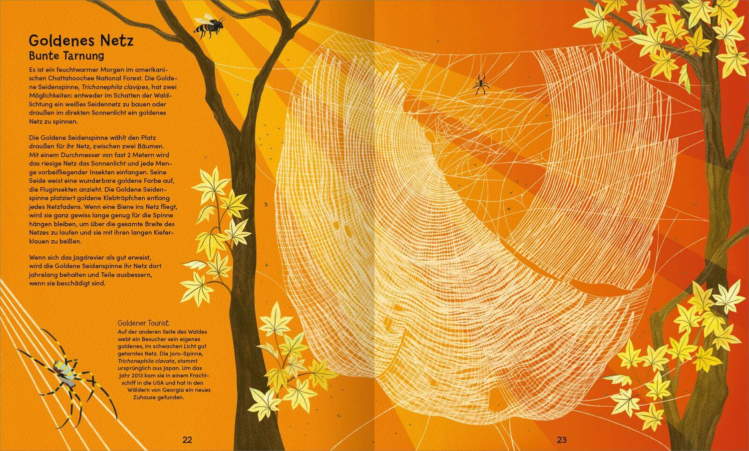 Wunderwelt der Spinnennetze Jan Beccaloni 9783845865515 ArsEdition GmbH (3)