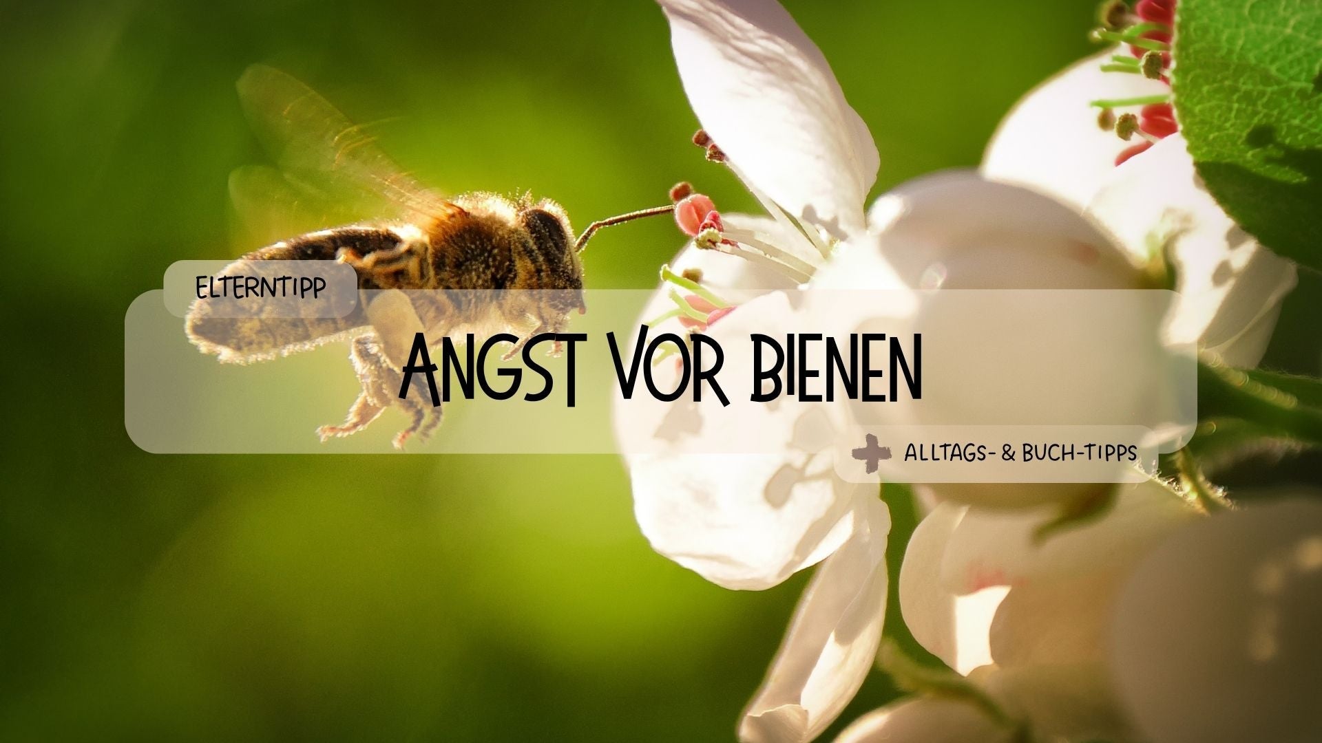 Wie kann ich meinem Kind bei der Angst vor Bienen helfen? - Räuberfuchs-Blog