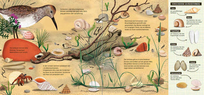 Schau dich um in der Natur - Das Meer: Sachbilderbuch für kleine Naturforscher ab 4 Jahren