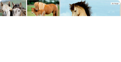 Meine liebsten Tiere