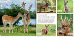 Meine liebsten Tiere im Wald