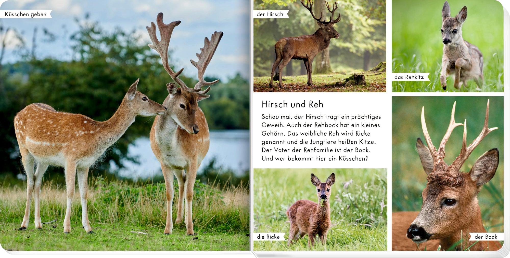 Meine liebsten Tiere im Wald