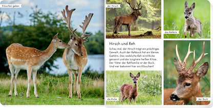 Meine liebsten Tiere im Wald
