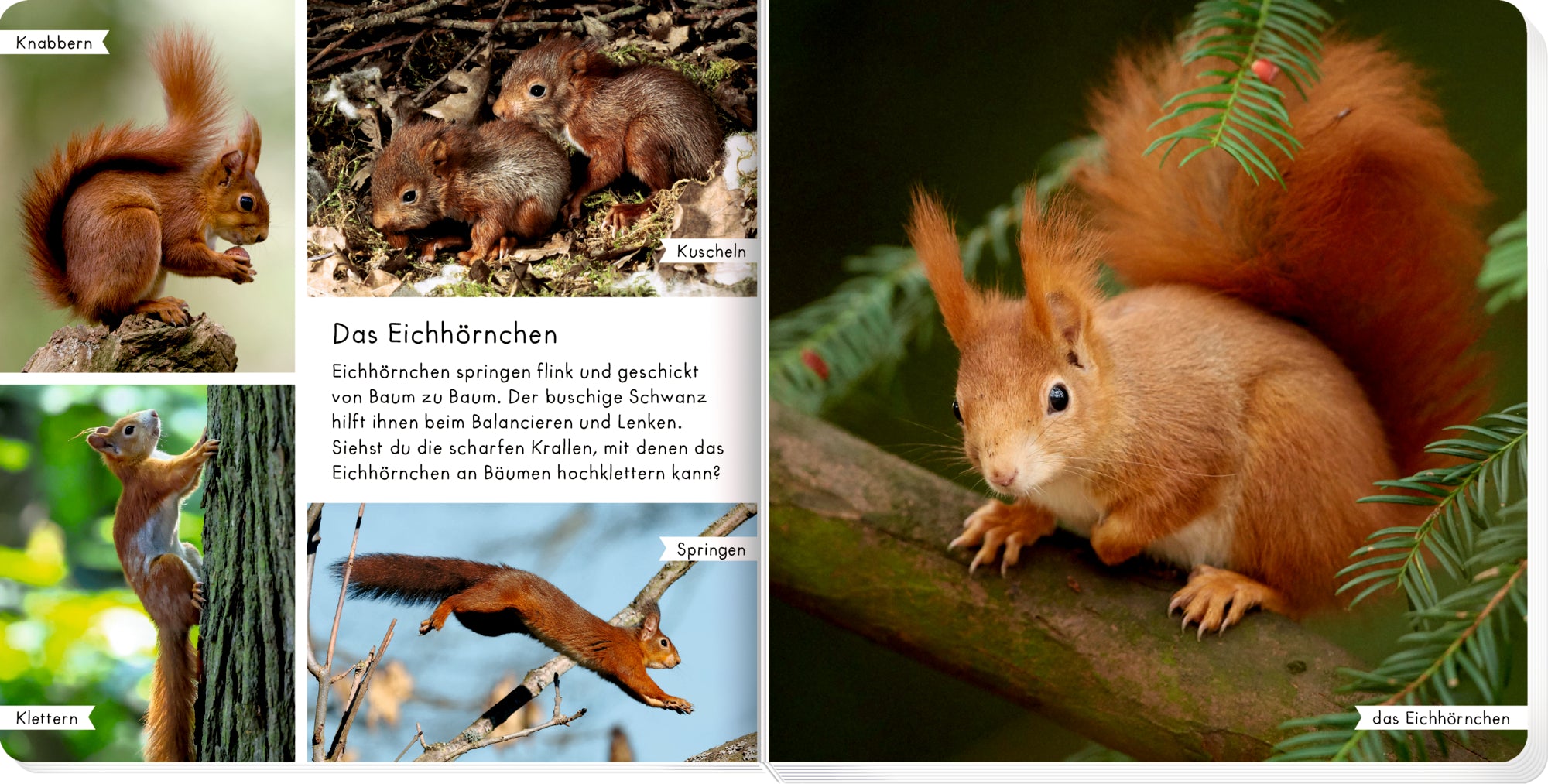 Meine liebsten Tiere im Wald