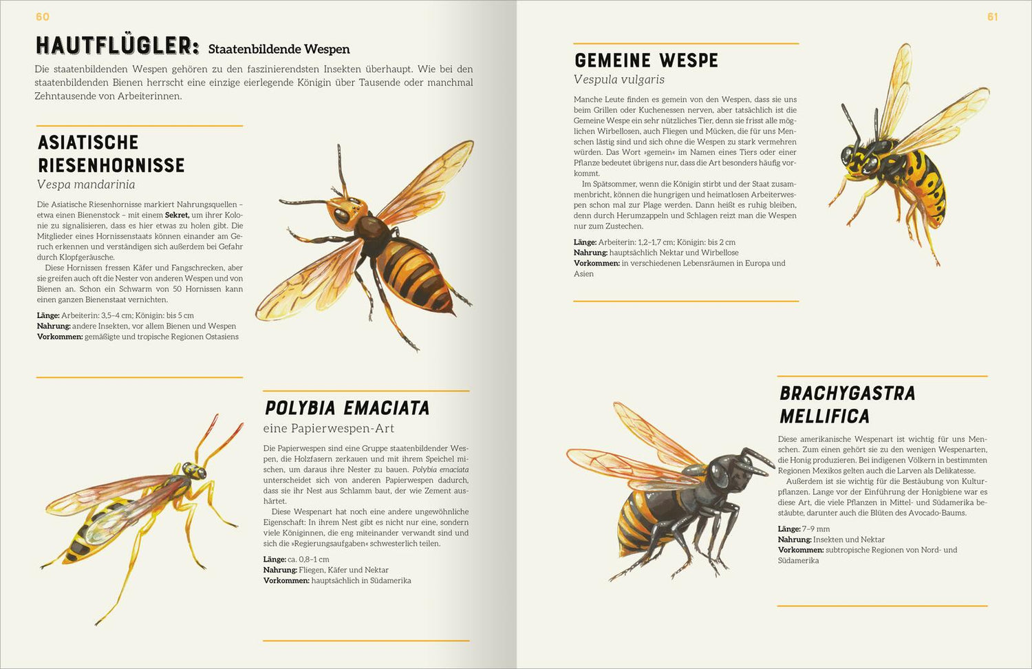 ArsEdition  978-3-8458-5753-4 Das große Lexikon der Insekten (3)