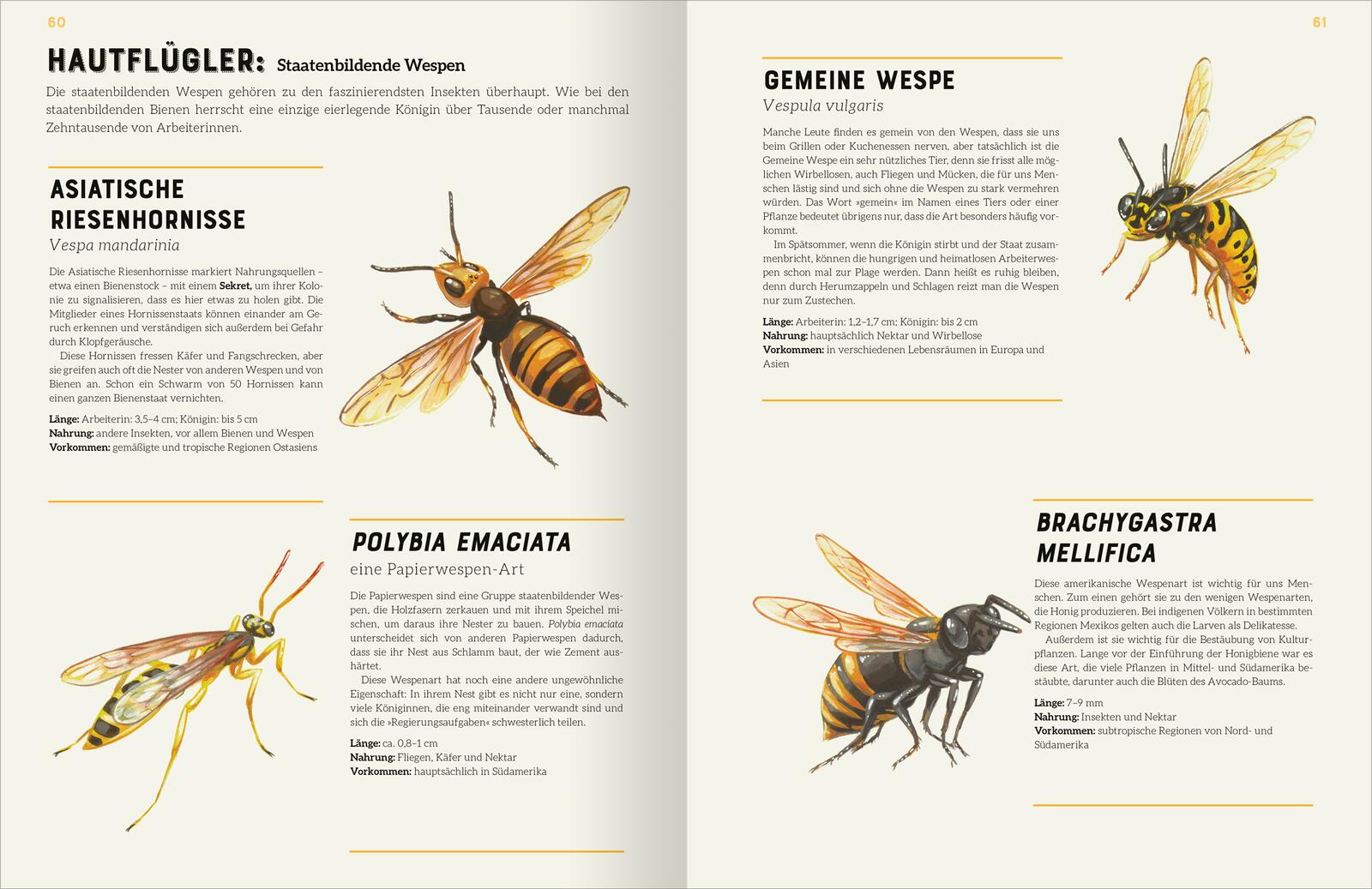 ArsEdition  978-3-8458-5753-4 Das große Lexikon der Insekten (3)