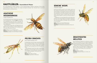 ArsEdition  978-3-8458-5753-4 Das große Lexikon der Insekten (3)