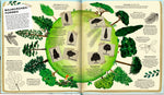 Coppenrath Verlag GmbH & Co. KG 9783649647270 Die geheime Welt der Bäume Ein Sachbilderbuch (4)