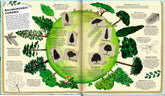 Coppenrath Verlag GmbH & Co. KG 9783649647270 Die geheime Welt der Bäume Ein Sachbilderbuch (4)