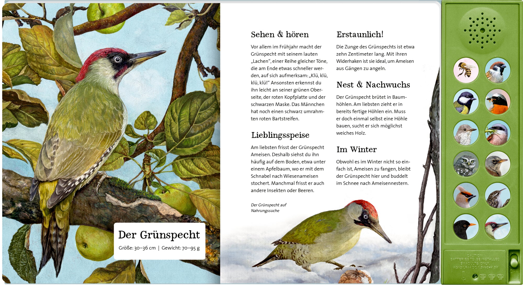 Coppenrath Verlag GmbH &amp; Co. KG 9783649647942 Was singt und summt im Apfelbaum? Mit 12 echten Tierstimmen (5)