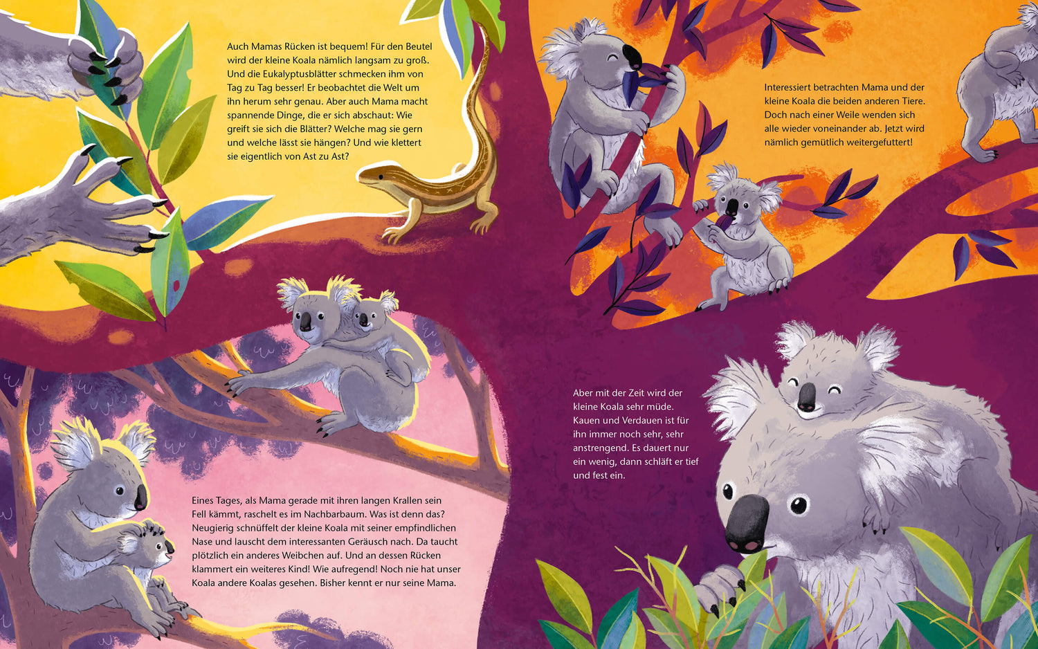  Der kleine Koala - Zu Hause im Eukalyptus Ein Sachbilderbuch für Kinder ab 4 Jahren Kristina Scharmacher-Schreiber (4)