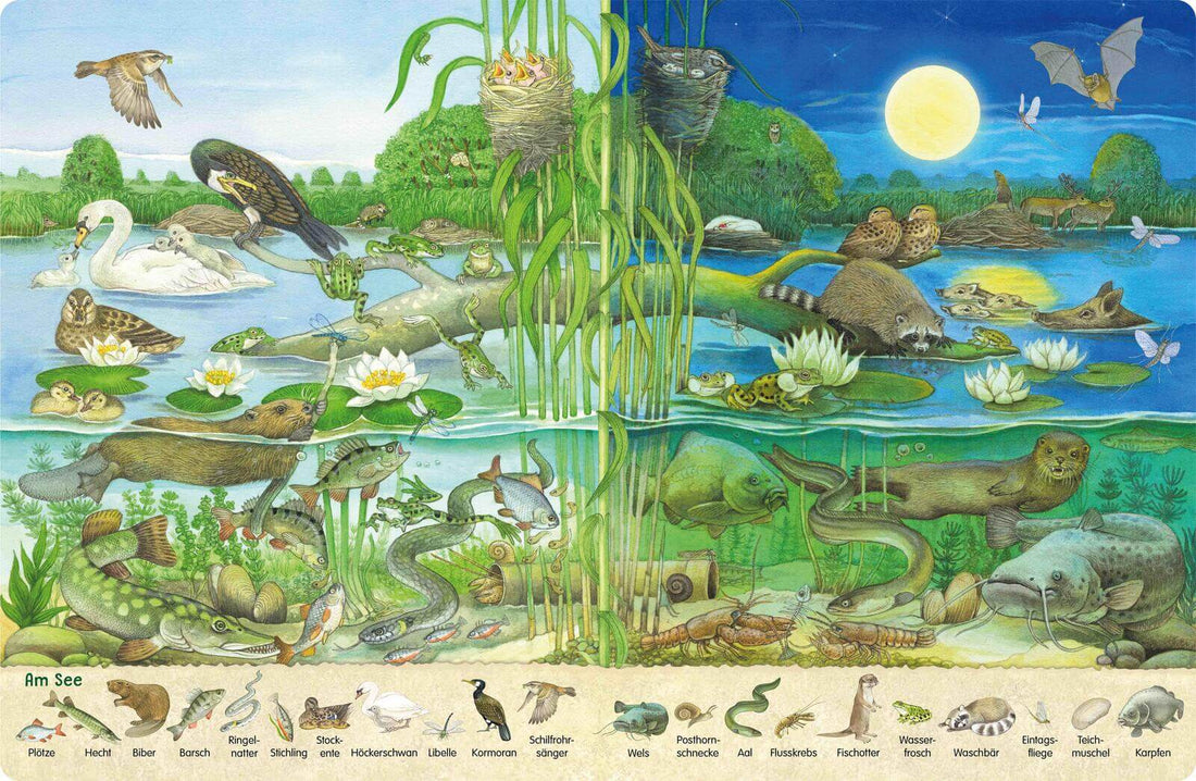 Mein erstes Wimmelbuch: Tag und Nacht bei den Tieren Im Wald & auf der Wiese 9783480240807 Thienemann - Esslinger Verlag ...