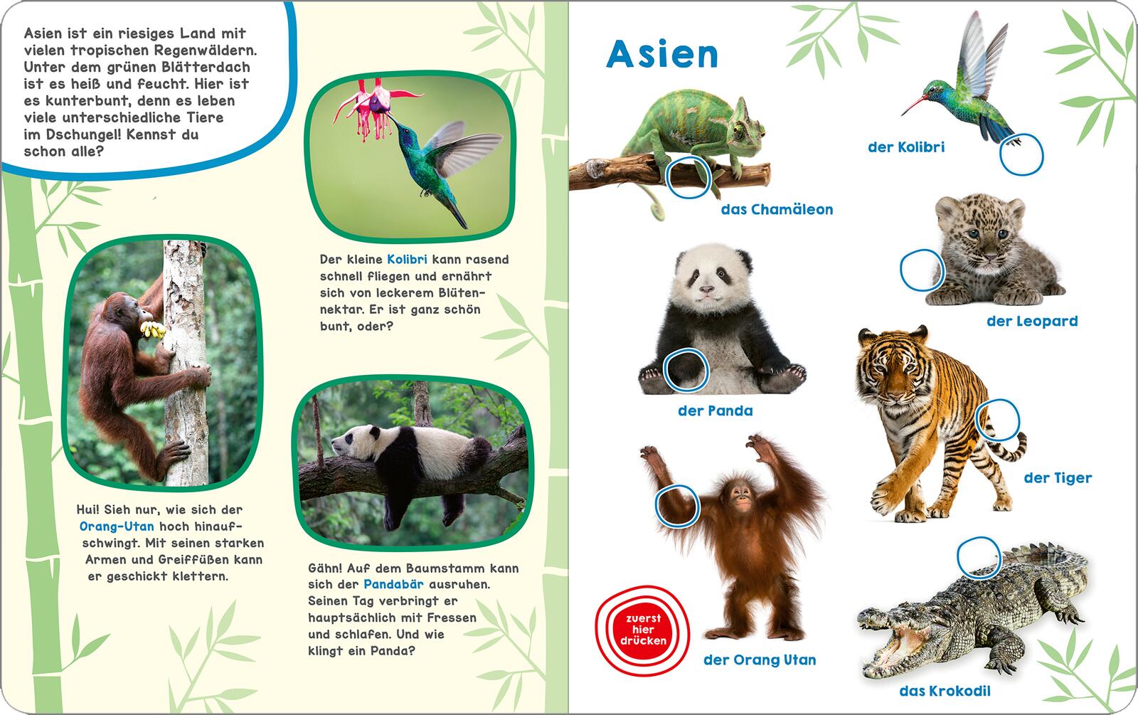  Mein großes Geräuschebuch – Tiere der Welt Mit 49 Sounds 9783845865089 ArsEdition GmbH (4)