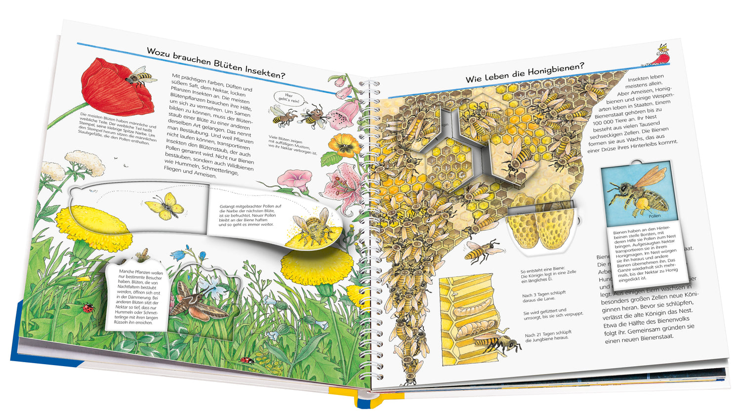 Ravensburger Verlag  978-3-473-32969-4 Wieso? Weshalb? Warum?, Band 39: Wir entdecken Insekten (5)